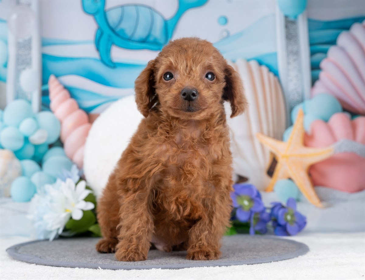 タイニー・プードル | 男の子 | レッド | 2025年12月5日（ID:dog-4000566）