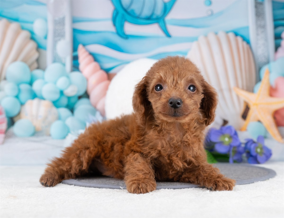 タイニー・プードル | 男の子 | レッド | 2025年12月5日（ID:dog-4000566）