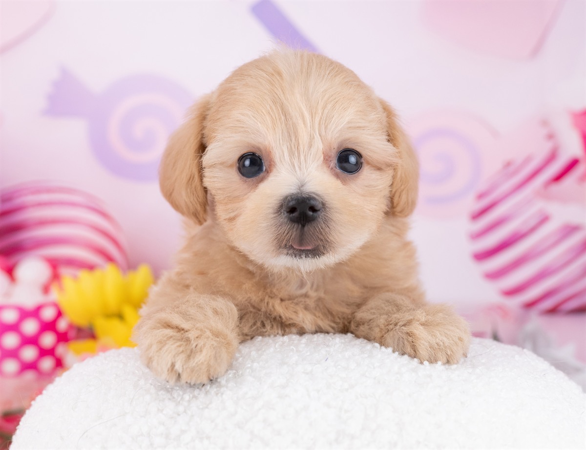 マルプー | 女の子 | アプリコット | 2025年12月19日（ID:dog-4000621）