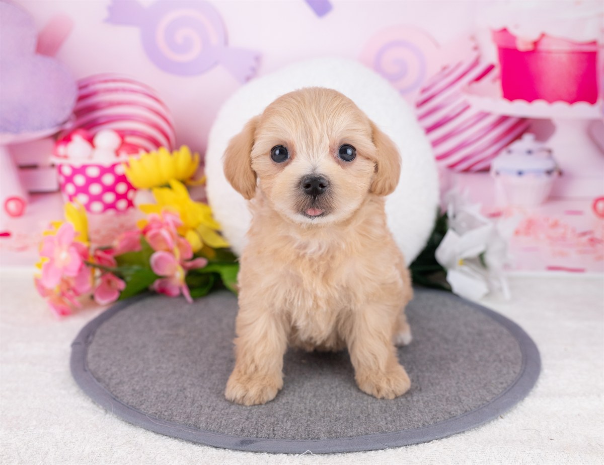 マルプー | 女の子 | アプリコット | 2025年12月19日（ID:dog-4000621）