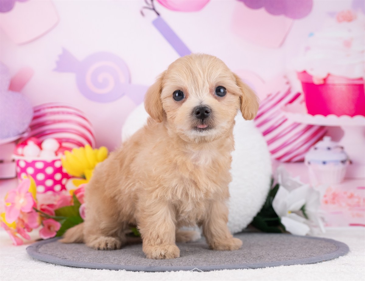 マルプー | 女の子 | アプリコット | 2025年12月19日（ID:dog-4000621）