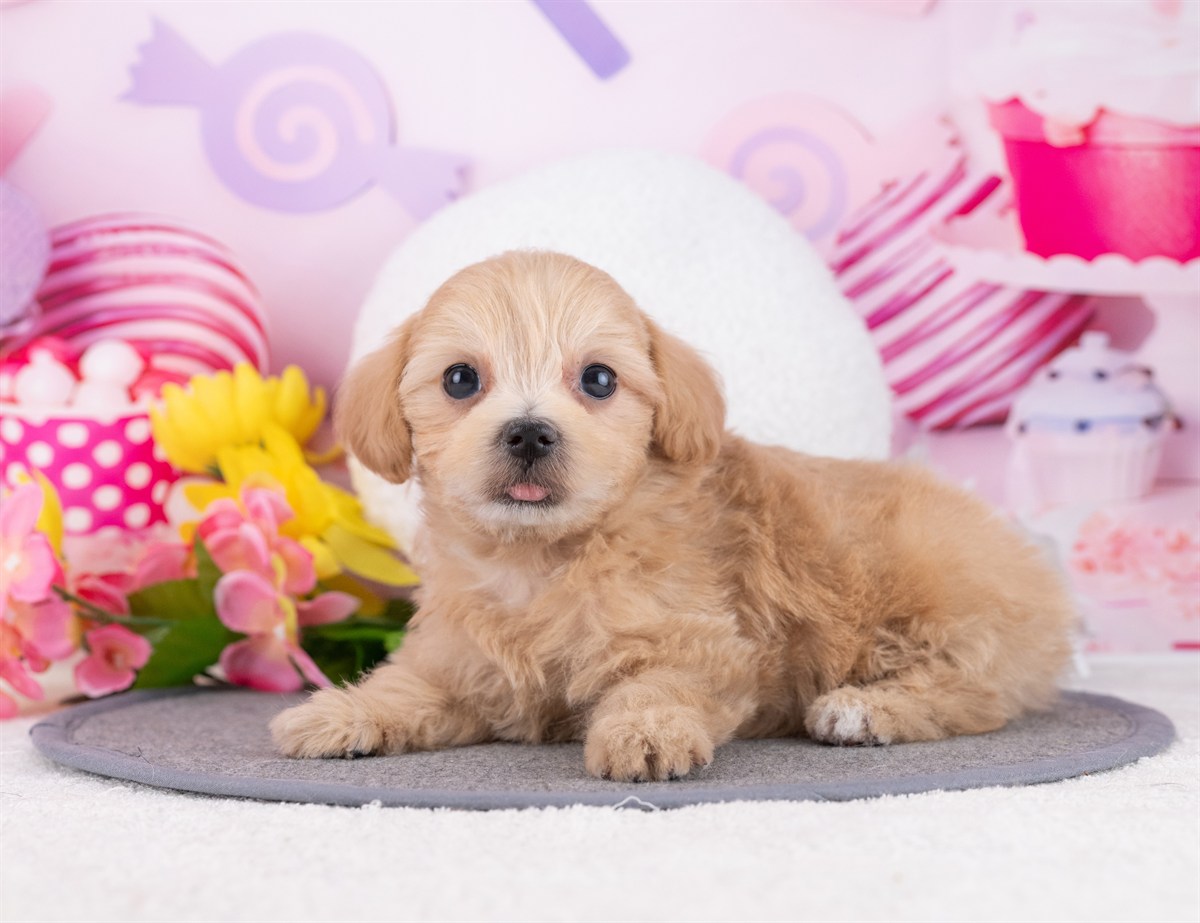 マルプー | 女の子 | アプリコット | 2025年12月19日（ID:dog-4000621）