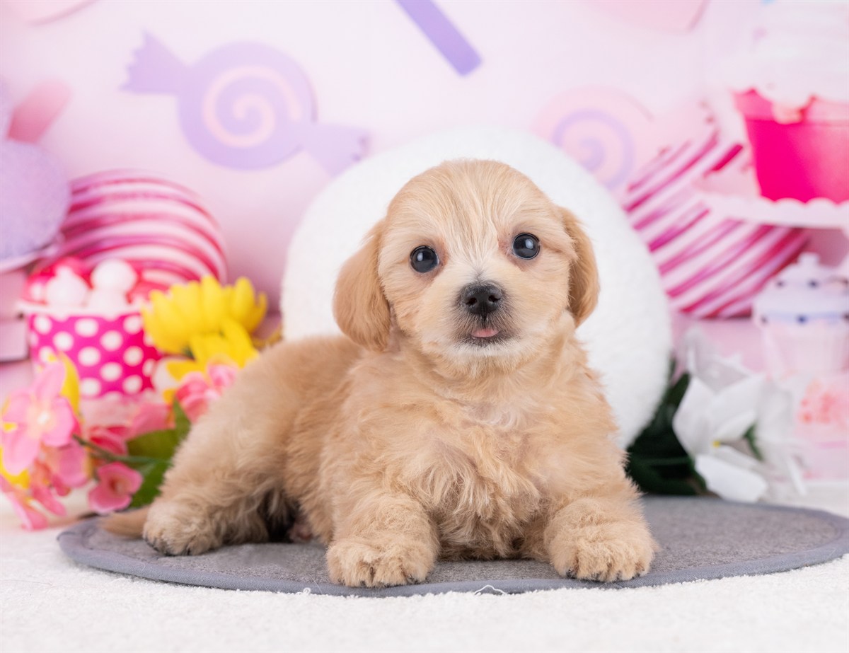 マルプー | 女の子 | アプリコット | 2025年12月19日（ID:dog-4000621）