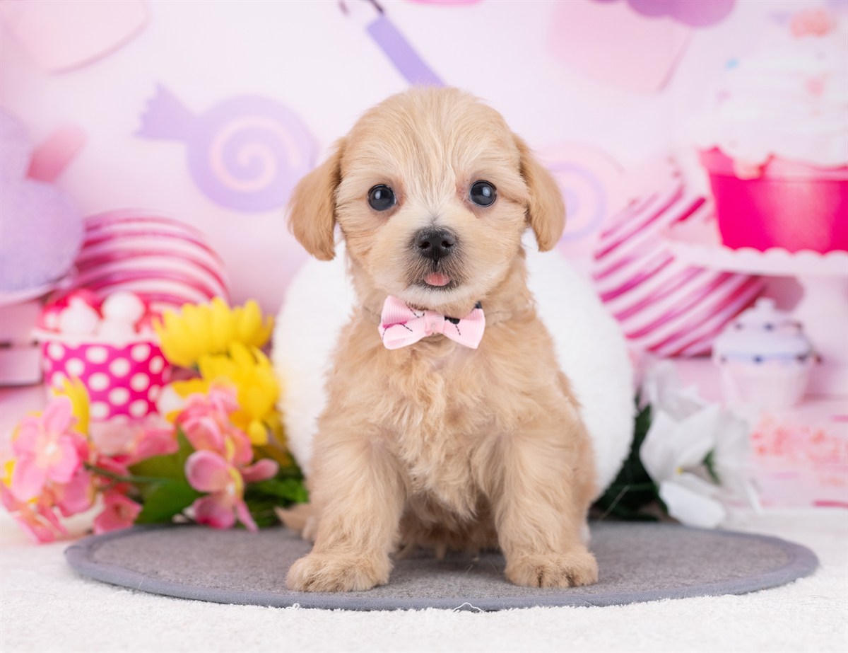 マルプー | 女の子 | アプリコット | 2025年12月19日（ID:dog-4000621）