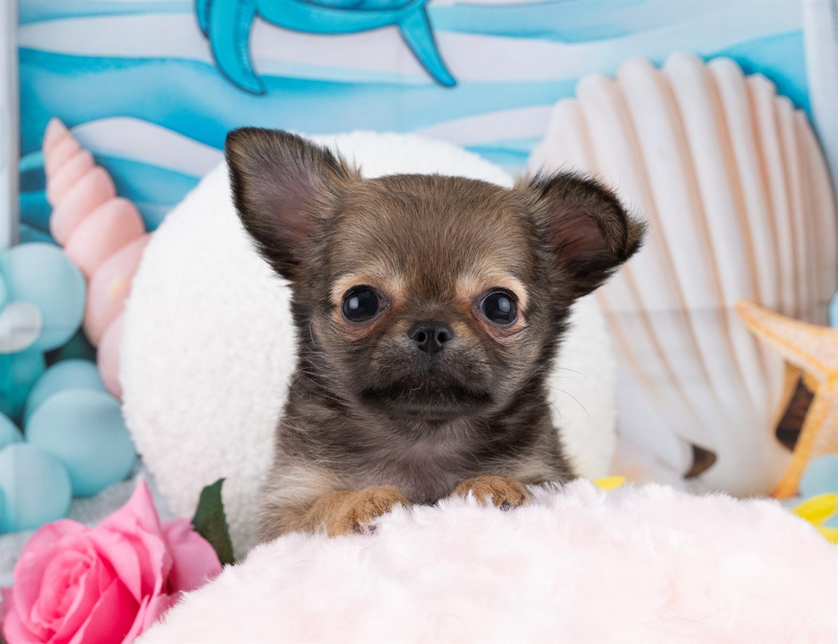 チワワ(ロング) | 女の子 | フォーン | 2025年12月22日（ID:dog-4000651）