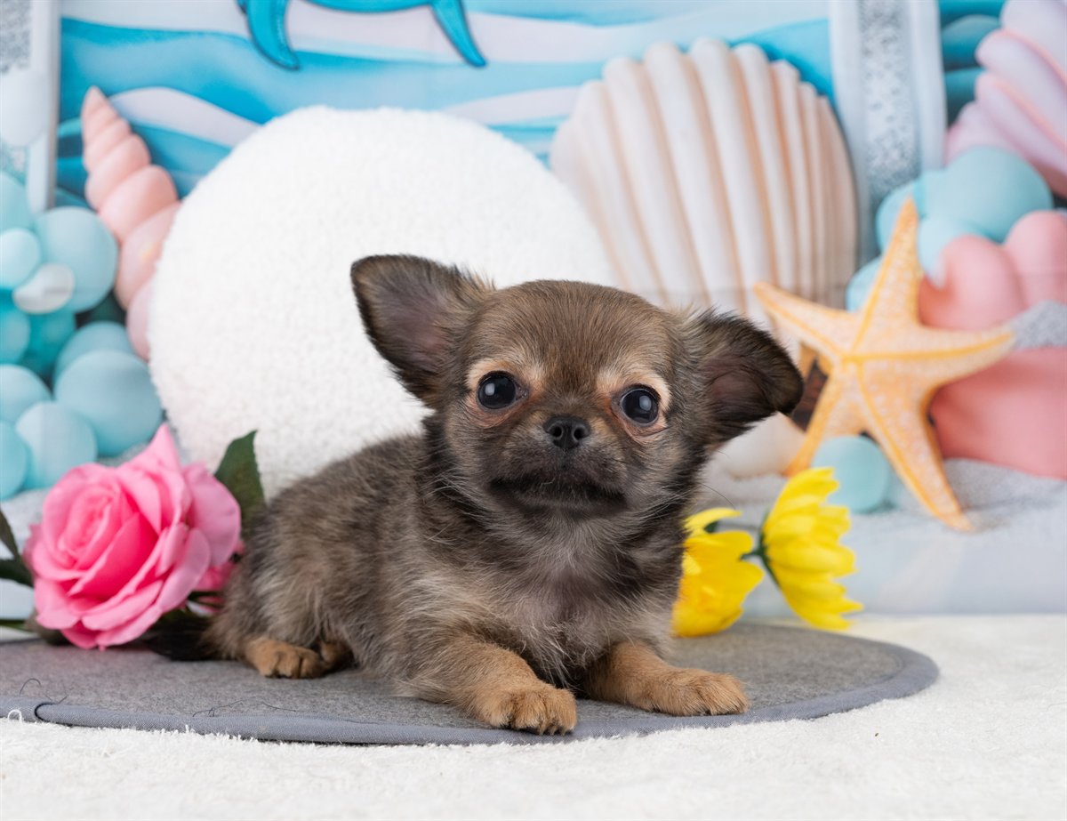 チワワ(ロング) | 女の子 | フォーン | 2025年12月22日（ID:dog-4000651）