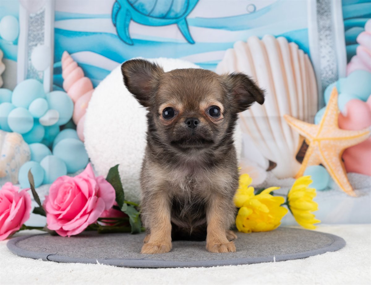 チワワ(ロング) | 女の子 | フォーン | 2025年12月22日（ID:dog-4000651）