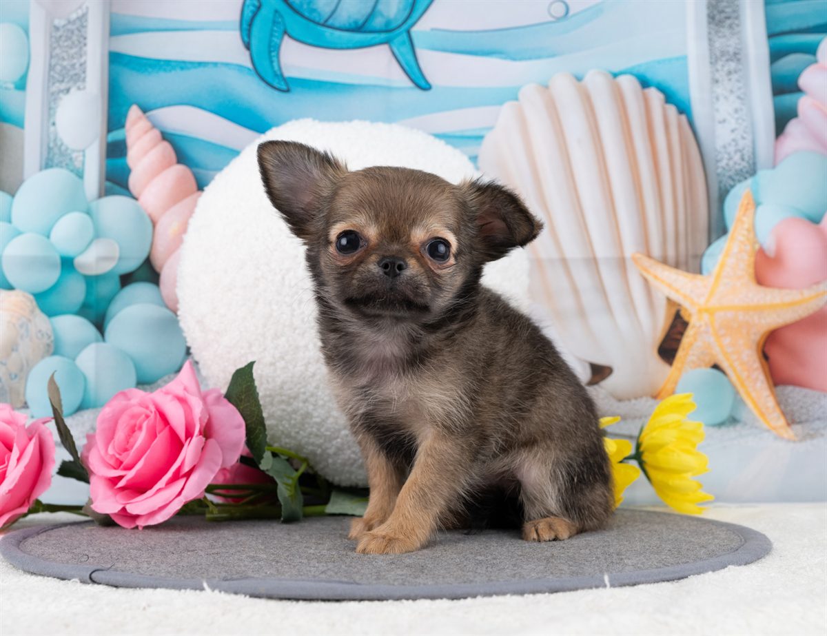 チワワ(ロング) | 女の子 | フォーン | 2025年12月22日（ID:dog-4000651）