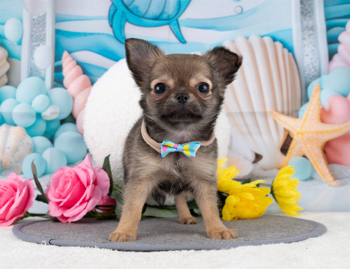 チワワ(ロング) | 女の子 | フォーン | 2025年12月22日（ID:dog-4000651）