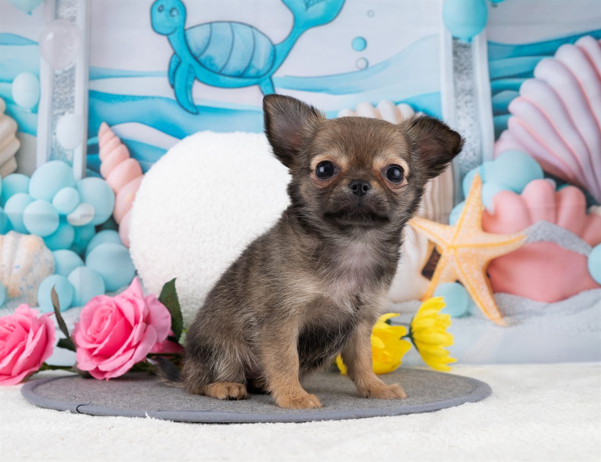 チワワ(ロング) | 女の子 | フォーン | 2025年12月22日（ID:dog-4000651）