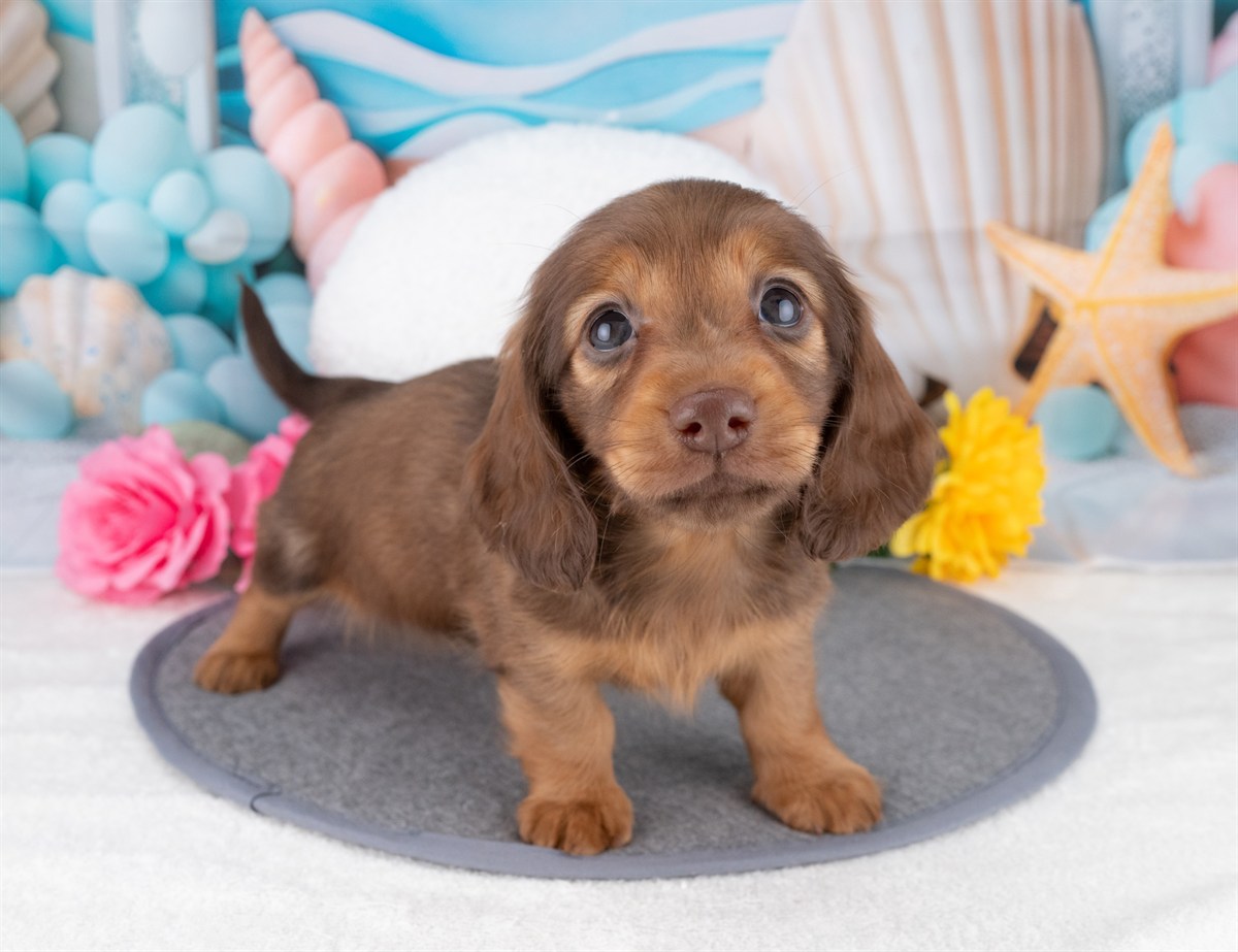 ミニチュア・ダックスフンド(ロング) | 女の子 | シェーデッドレッド | 2025年12月22日（ID:dog-4000653）