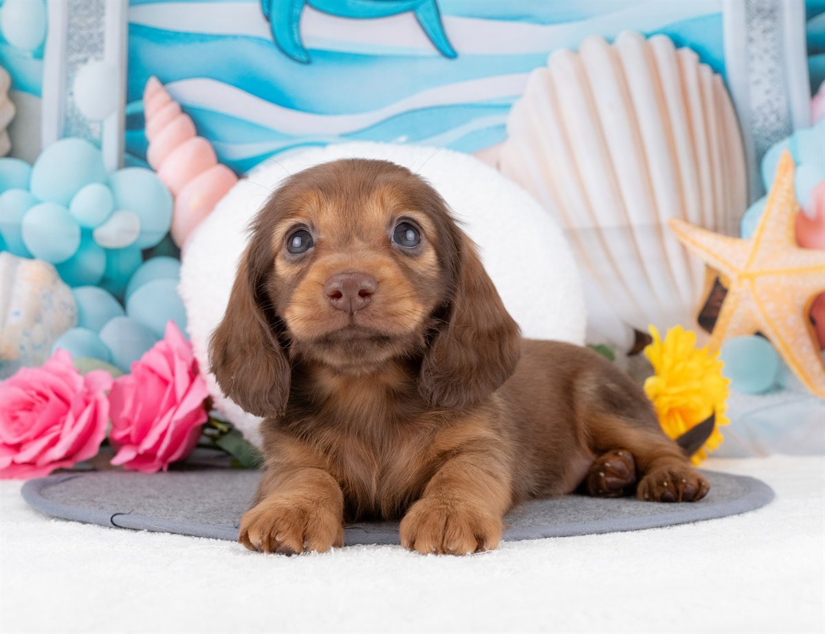 ミニチュア・ダックスフンド(ロング) | 女の子 | シェーデッドレッド | 2025年12月22日（ID:dog-4000653）