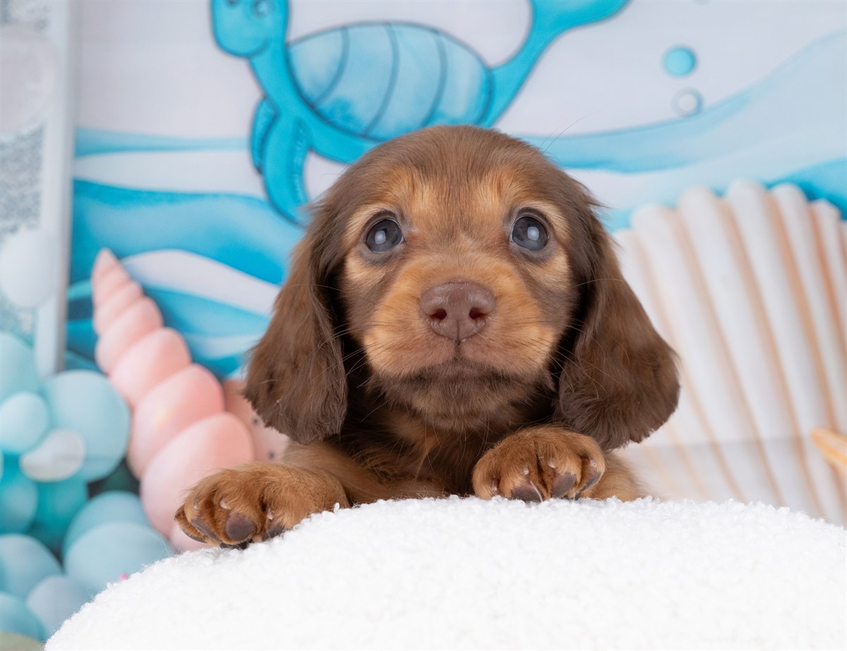 ミニチュア・ダックスフンド(ロング) | 女の子 | シェーデッドレッド | 2025年12月22日（ID:dog-4000653）