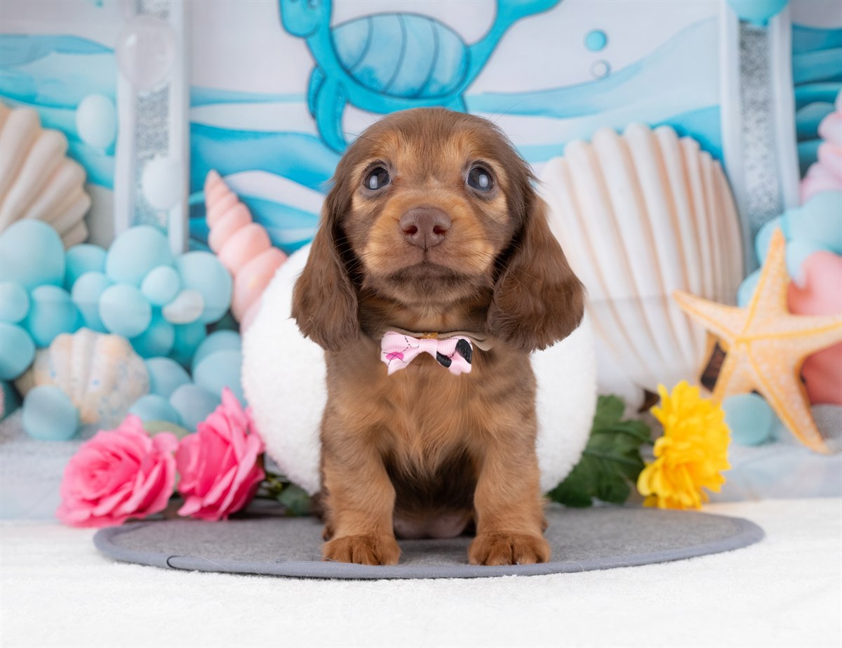 ミニチュア・ダックスフンド(ロング) | 女の子 | シェーデッドレッド | 2025年12月22日（ID:dog-4000653）