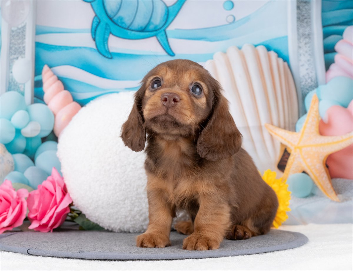 ミニチュア・ダックスフンド(ロング) | 女の子 | シェーデッドレッド | 2025年12月22日（ID:dog-4000653）