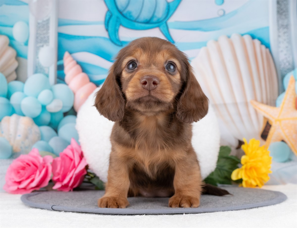 ミニチュア・ダックスフンド(ロング) | 女の子 | シェーデッドレッド | 2025年12月22日（ID:dog-4000653）