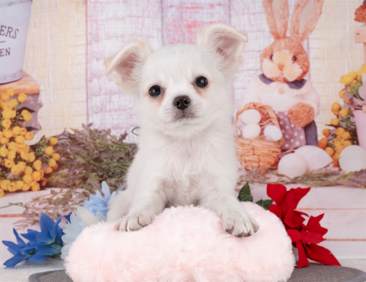 チワワ(ロング) | 男の子 | ホワイト＆クリーム | 2025年12月27日（ID:dog-4000695）