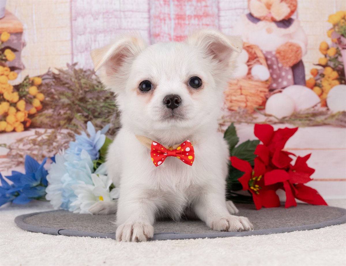 チワワ(ロング) | 男の子 | ホワイト＆クリーム | 2025年12月27日（ID:dog-4000695）