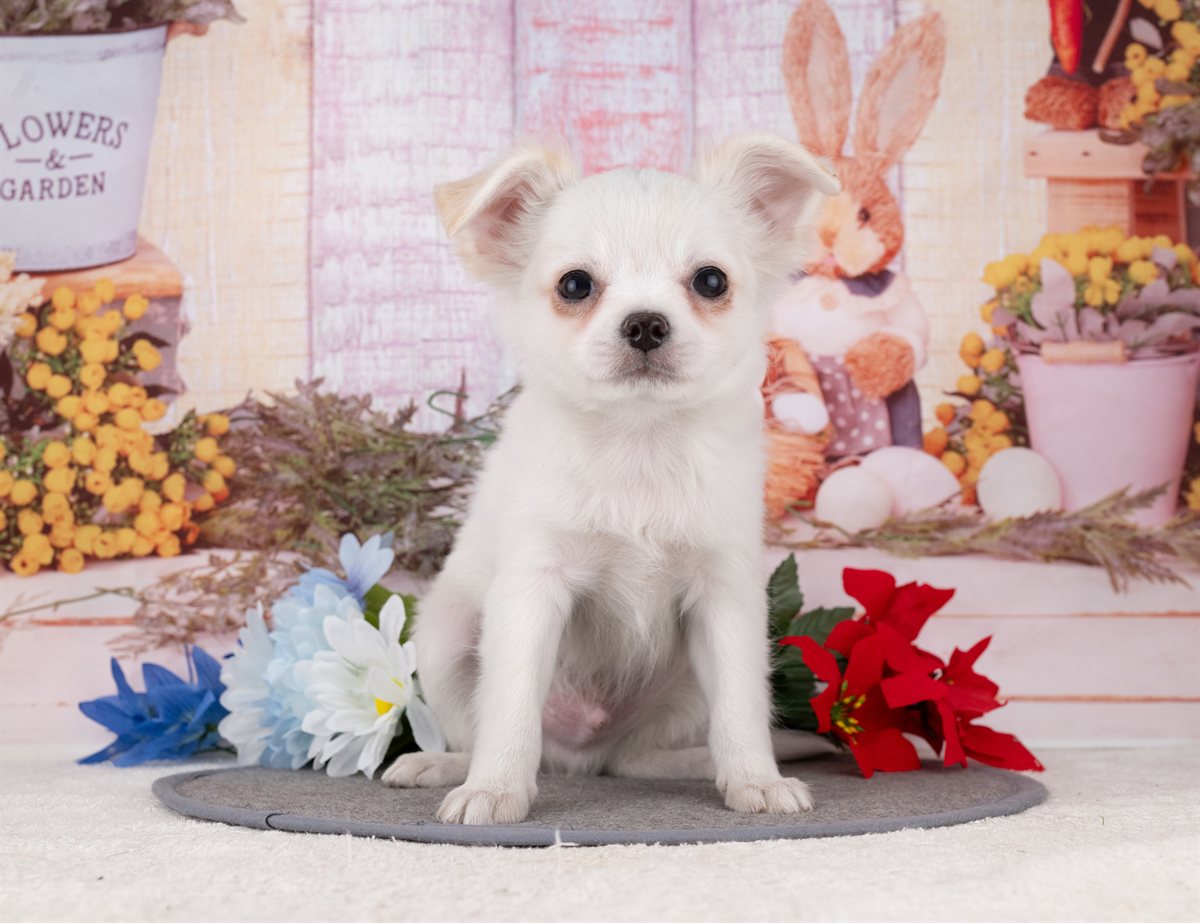 チワワ(ロング) | 男の子 | ホワイト＆クリーム | 2025年12月27日（ID:dog-4000695）