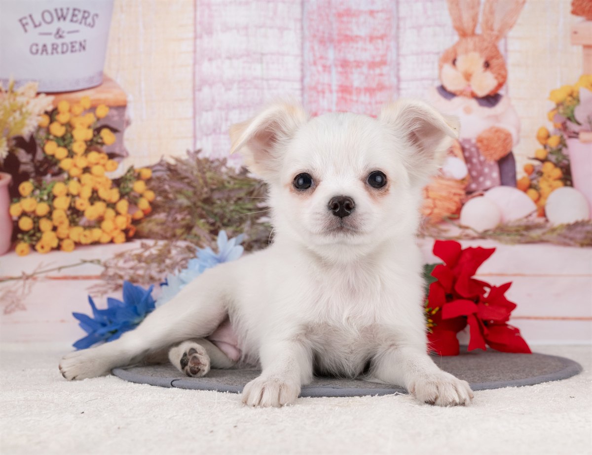 チワワ(ロング) | 男の子 | ホワイト＆クリーム | 2025年12月27日（ID:dog-4000695）