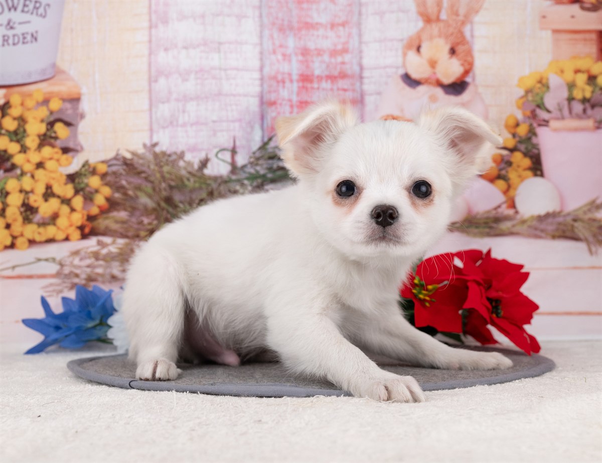 チワワ(ロング) | 男の子 | ホワイト＆クリーム | 2025年12月27日（ID:dog-4000695）