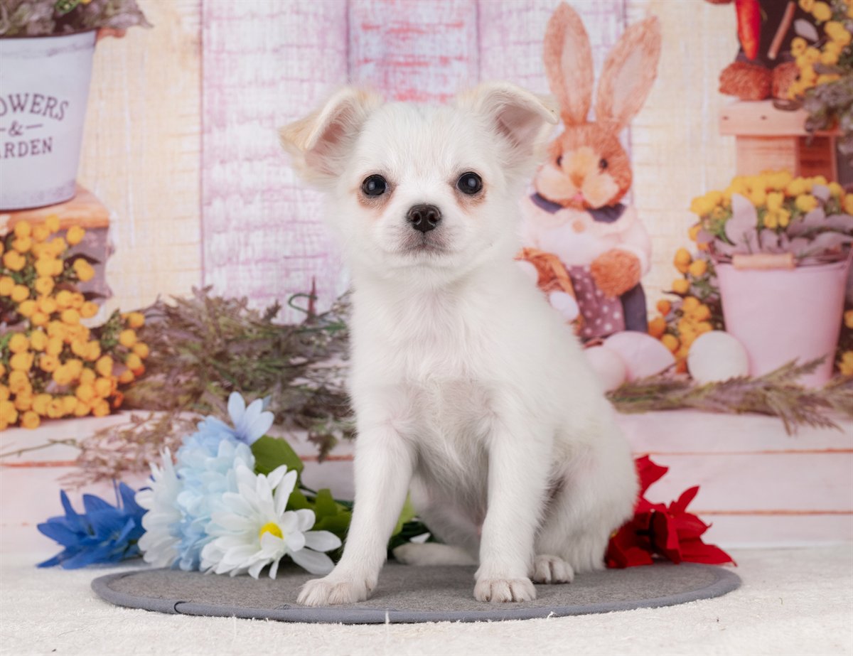 チワワ(ロング) | 男の子 | ホワイト＆クリーム | 2025年12月27日（ID:dog-4000695）