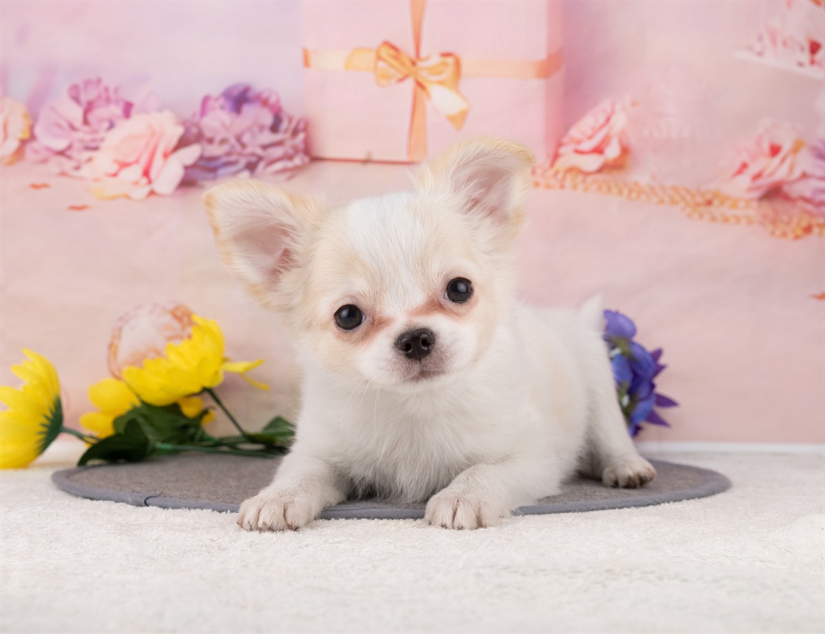 チワワ(ロング) | 男の子 | ホワイト＆クリーム | 2025年12月27日（ID:dog-4000696）