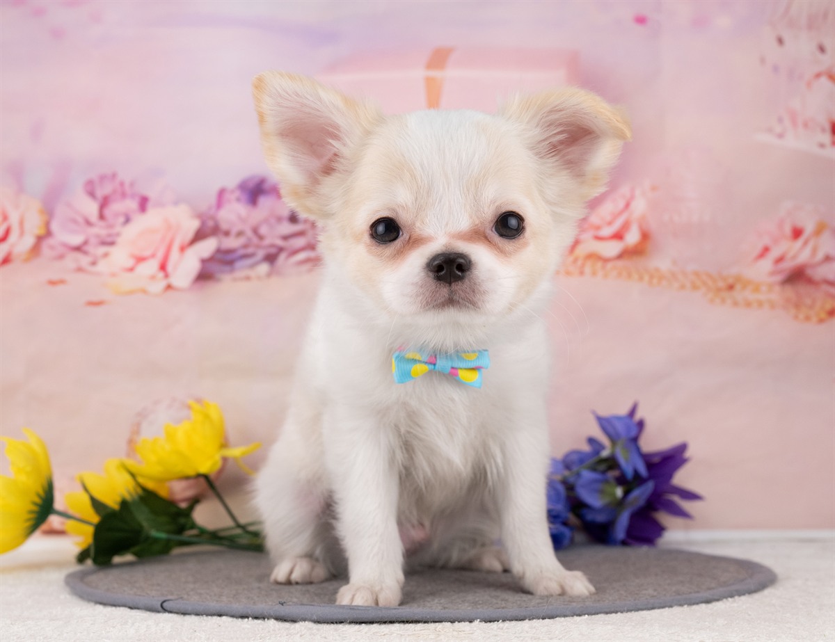 チワワ(ロング) | 男の子 | ホワイト＆クリーム | 2025年12月27日（ID:dog-4000696）