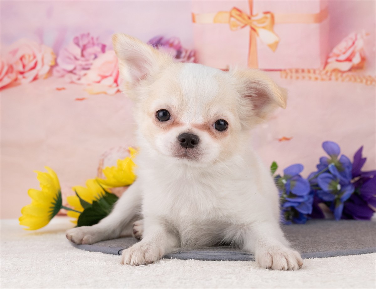 チワワ(ロング) | 男の子 | ホワイト＆クリーム | 2025年12月27日（ID:dog-4000696）