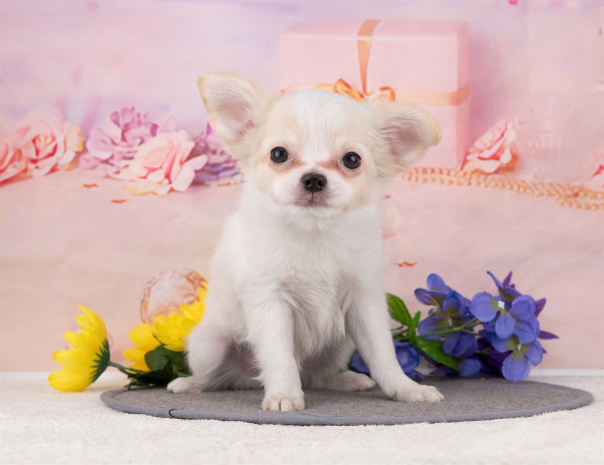 チワワ(ロング) | 男の子 | ホワイト＆クリーム | 2025年12月27日（ID:dog-4000696）