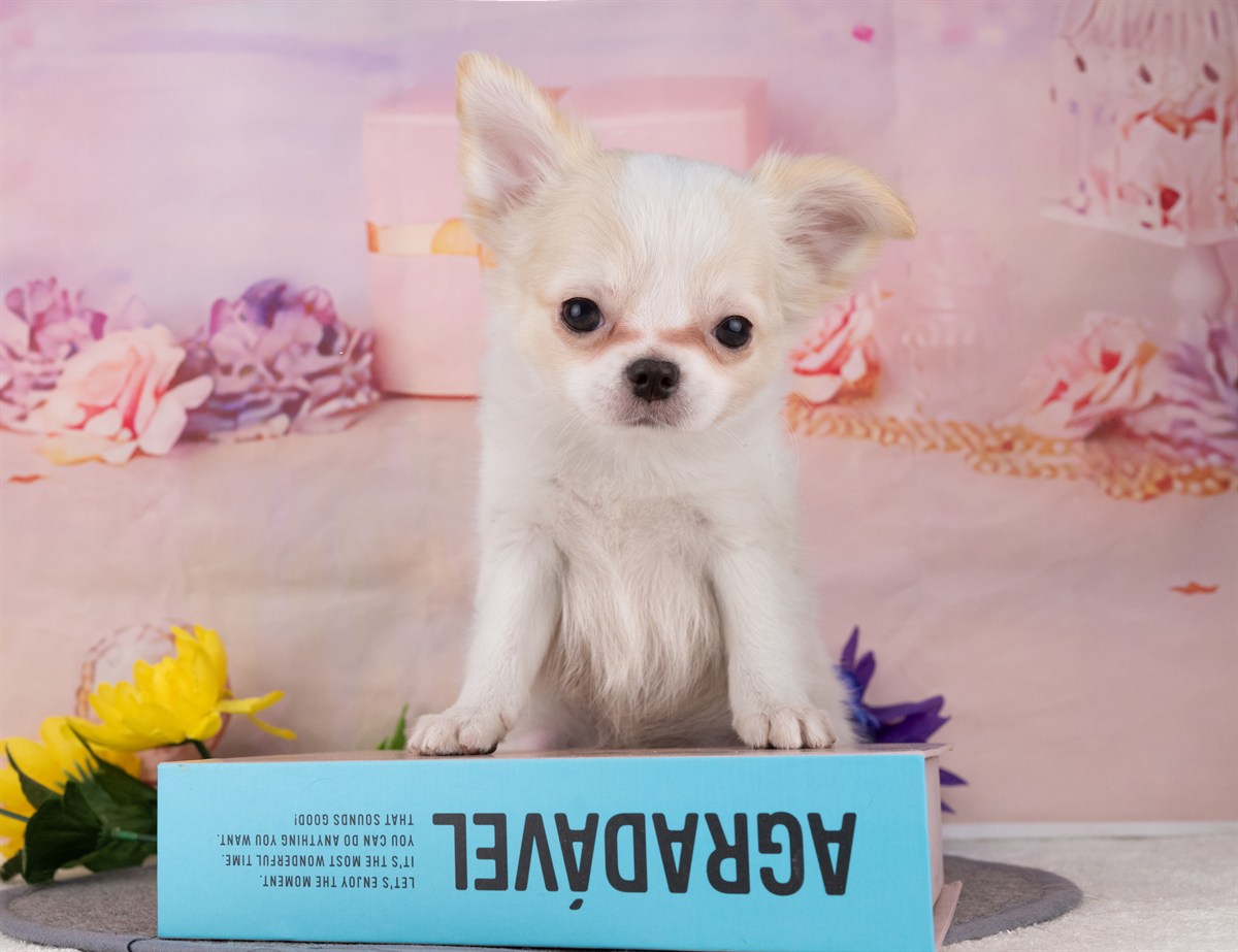 チワワ(ロング) | 男の子 | ホワイト＆クリーム | 2025年12月27日（ID:dog-4000696）