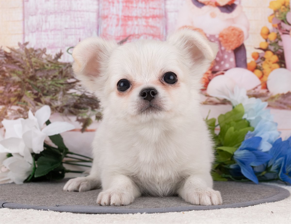 チワワ(ロング) | 男の子 | ホワイト＆クリーム | 2025年12月27日（ID:dog-4000697）