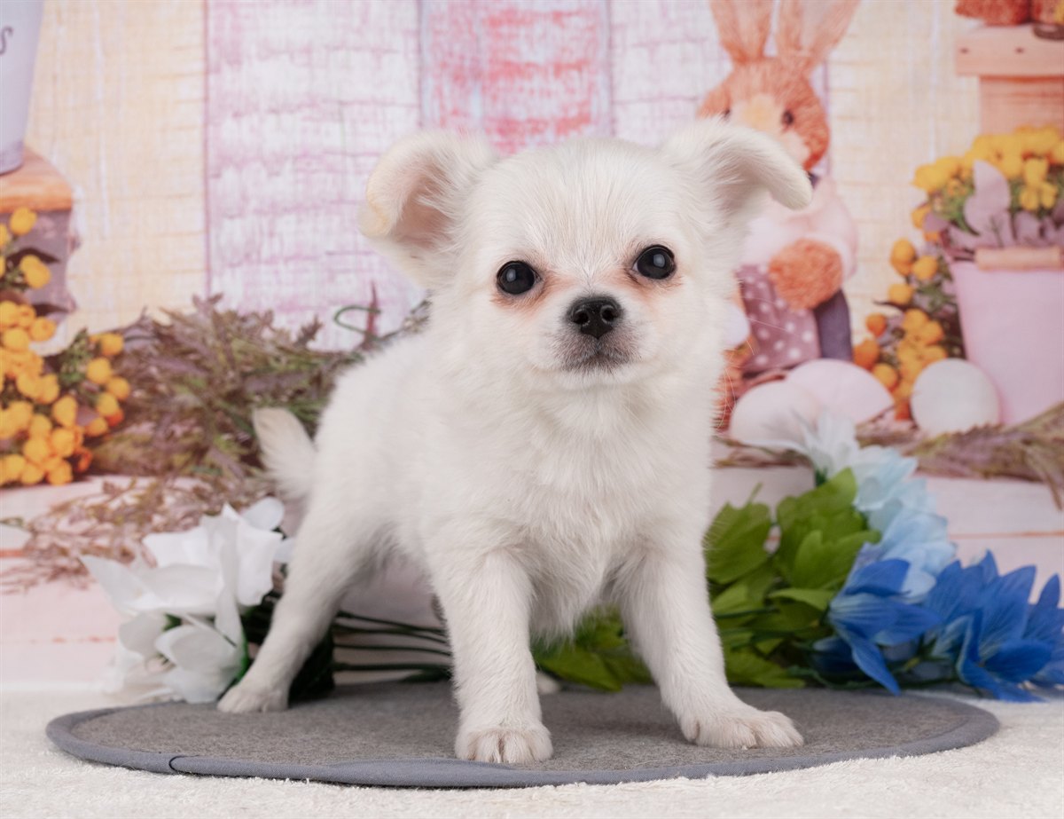 チワワ(ロング) | 男の子 | ホワイト＆クリーム | 2025年12月27日（ID:dog-4000697）