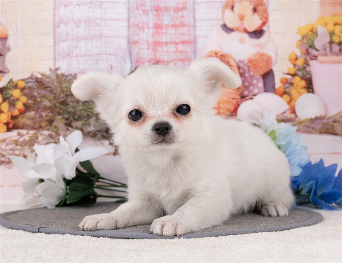 チワワ(ロング) | 男の子 | ホワイト＆クリーム | 2025年12月27日（ID:dog-4000697）