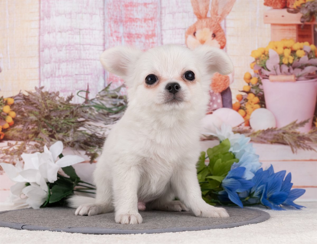 チワワ(ロング) | 男の子 | ホワイト＆クリーム | 2025年12月27日（ID:dog-4000697）