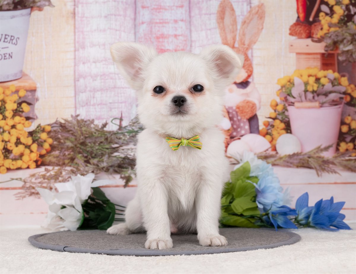 チワワ(ロング) | 男の子 | ホワイト＆クリーム | 2025年12月27日（ID:dog-4000697）