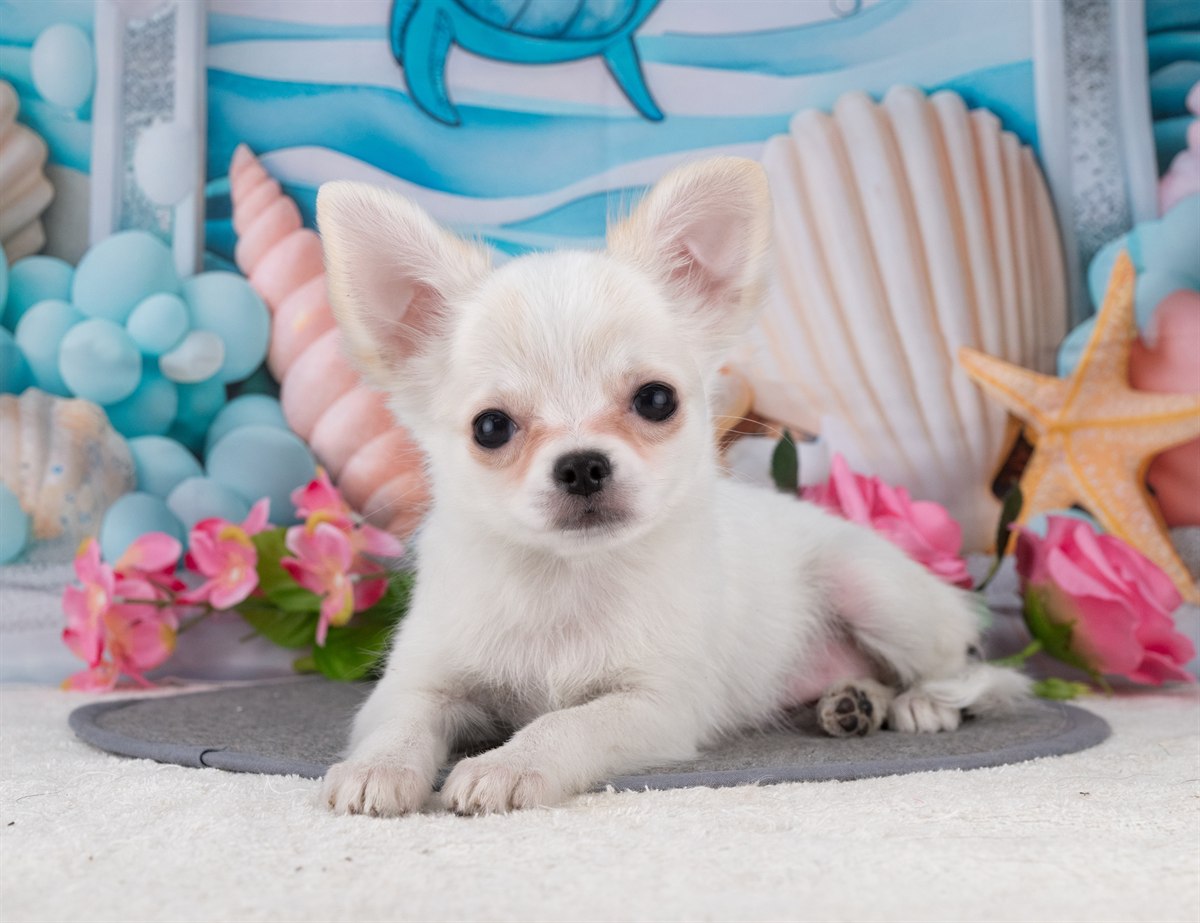 チワワ(ロング) | 女の子 | ホワイト＆クリーム | 2025年12月27日（ID:dog-4000698）