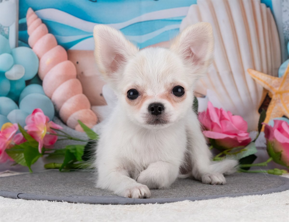 チワワ(ロング) | 女の子 | ホワイト＆クリーム | 2025年12月27日（ID:dog-4000698）