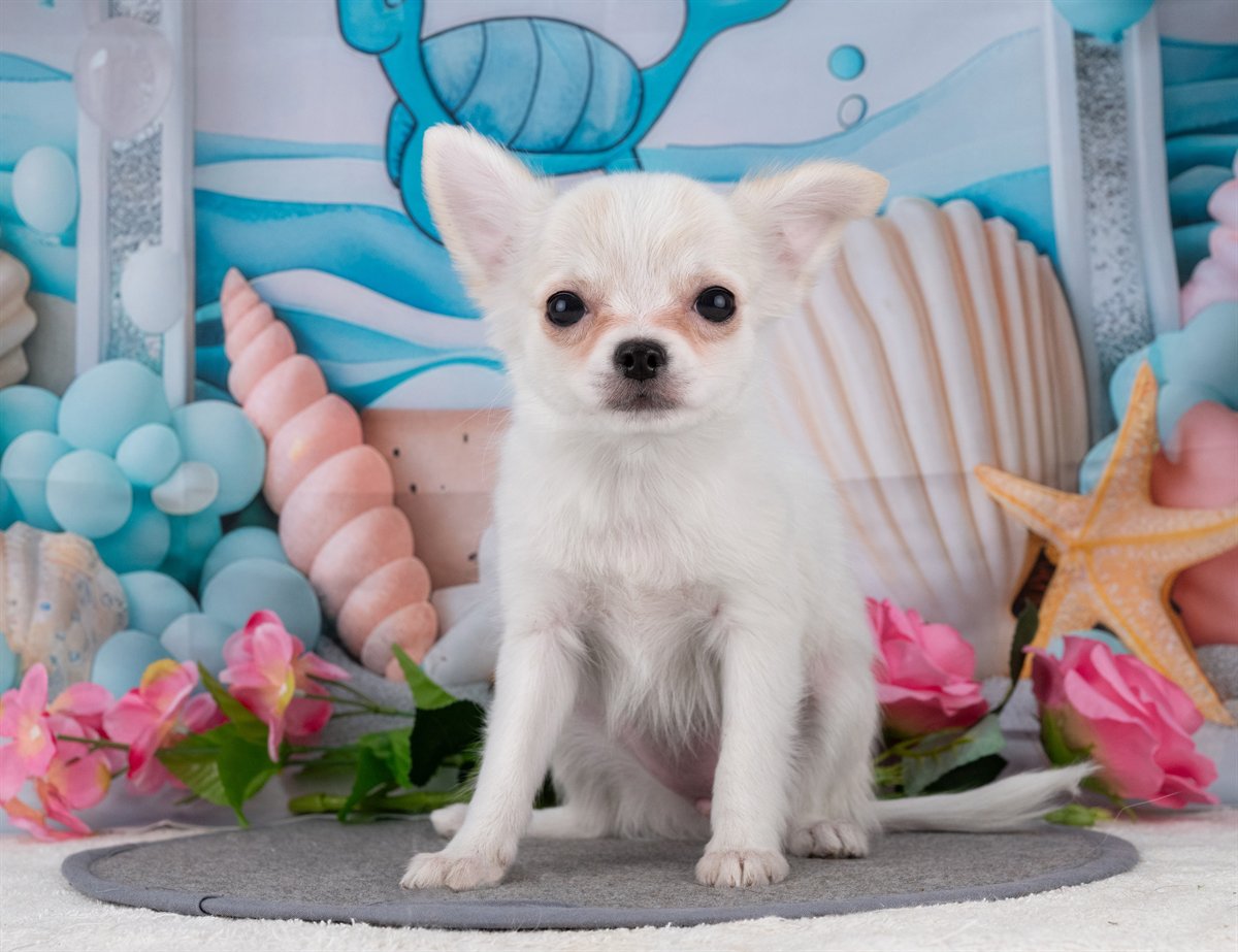 チワワ(ロング) | 女の子 | ホワイト＆クリーム | 2025年12月27日（ID:dog-4000698）