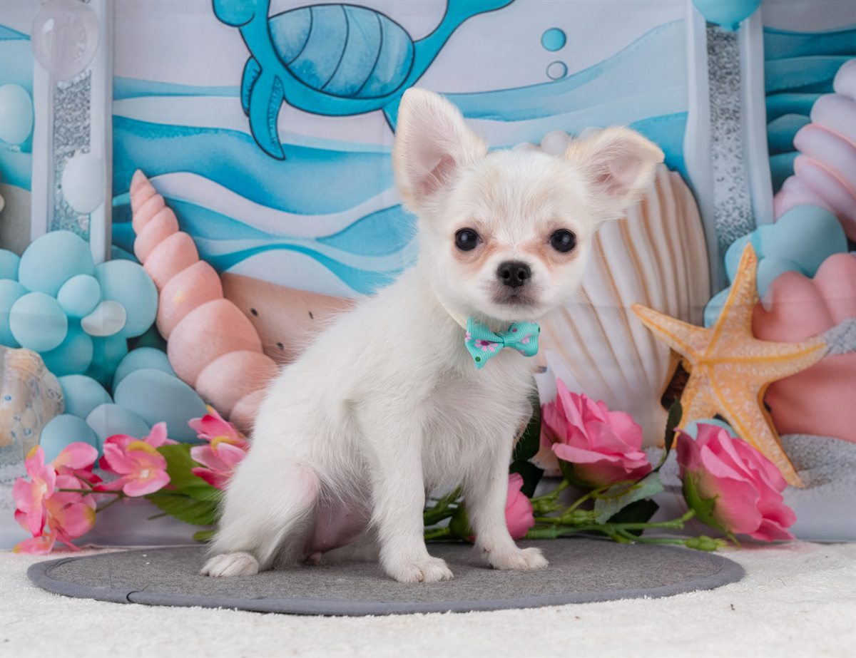 チワワ(ロング) | 女の子 | ホワイト＆クリーム | 2025年12月27日（ID:dog-4000698）