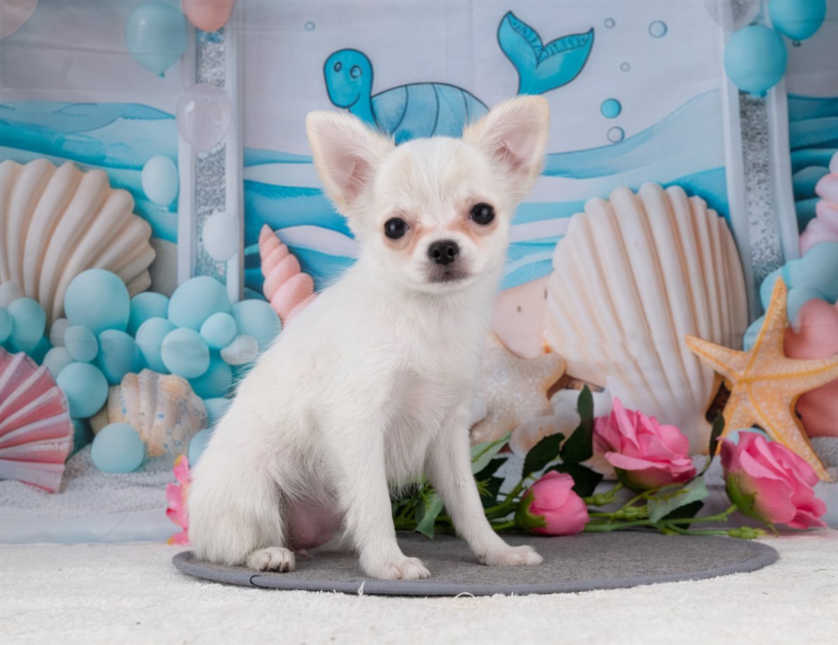 チワワ(ロング) | 女の子 | ホワイト＆クリーム | 2025年12月27日（ID:dog-4000698）