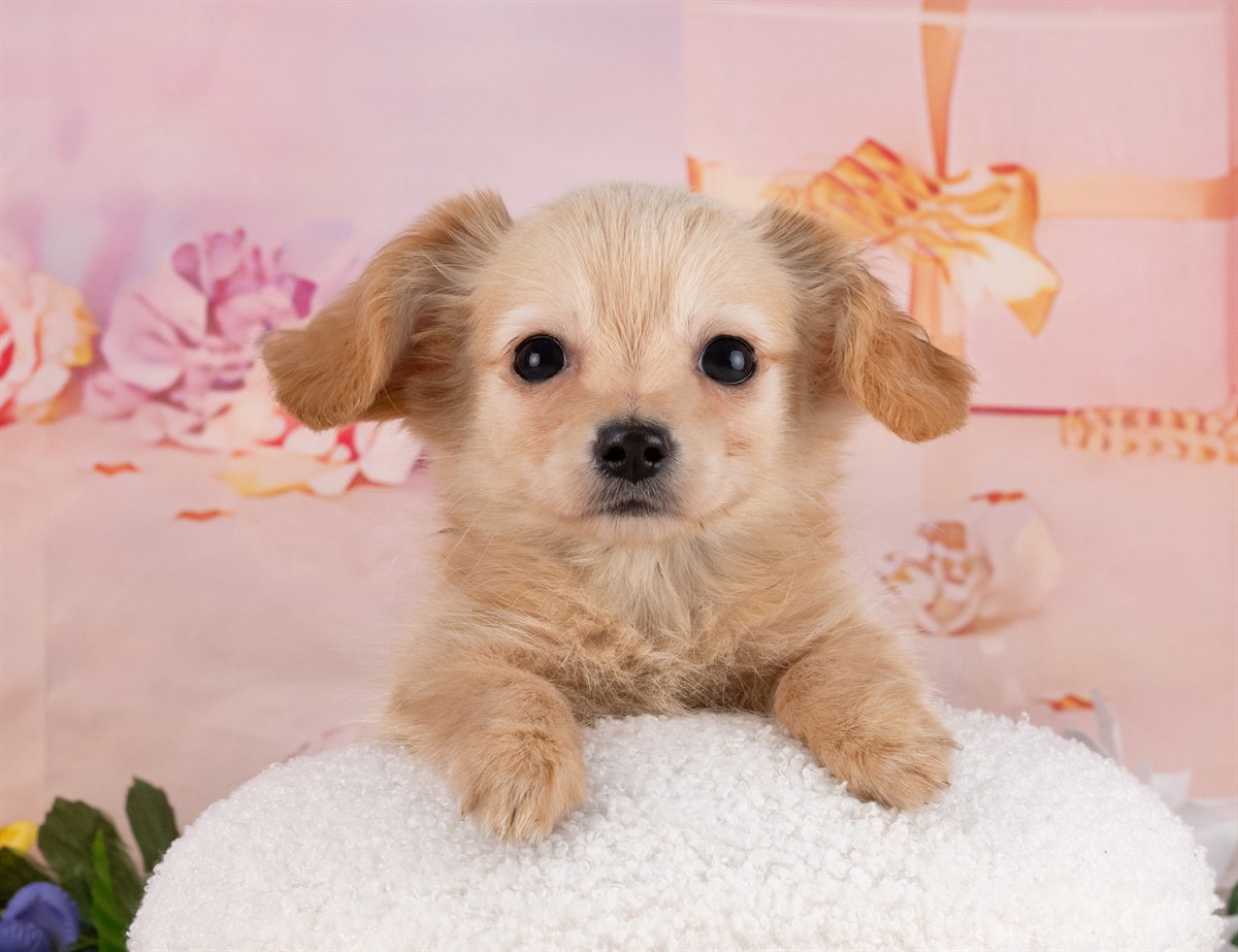 チワックス | 男の子 | クリーム | 2025年12月31日（ID:dog-4000719）