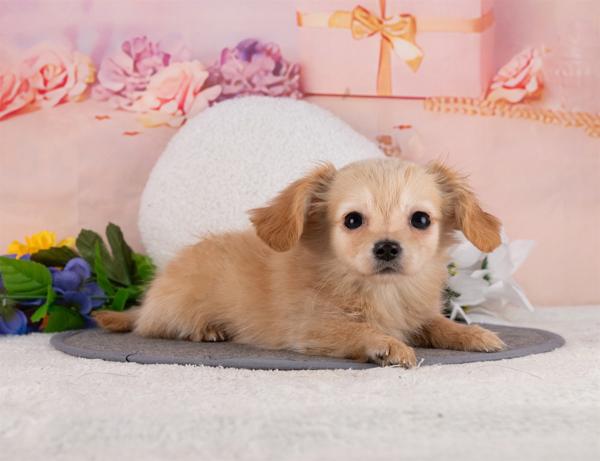 チワックス | 男の子 | クリーム | 2025年12月31日（ID:dog-4000719）