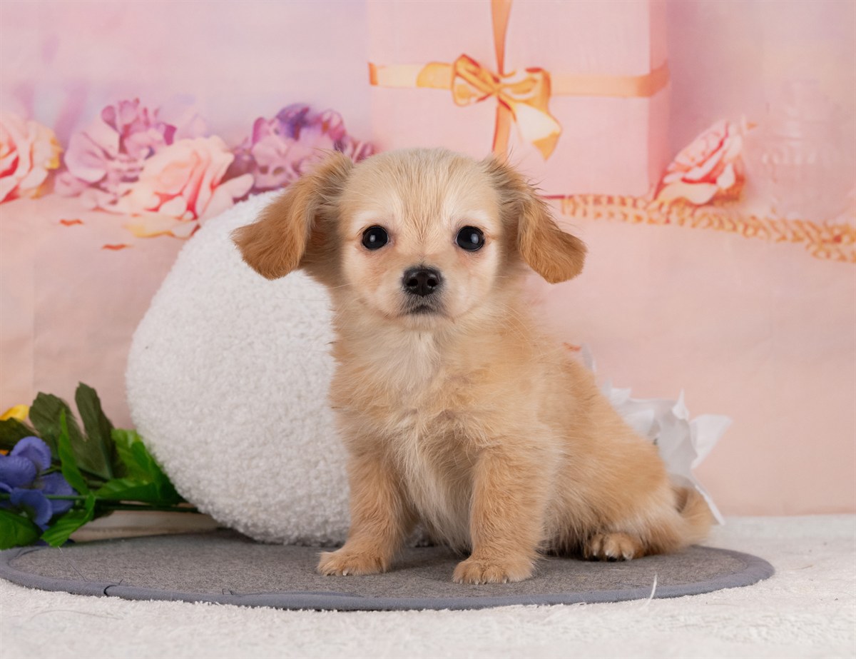 チワックス | 男の子 | クリーム | 2025年12月31日（ID:dog-4000719）