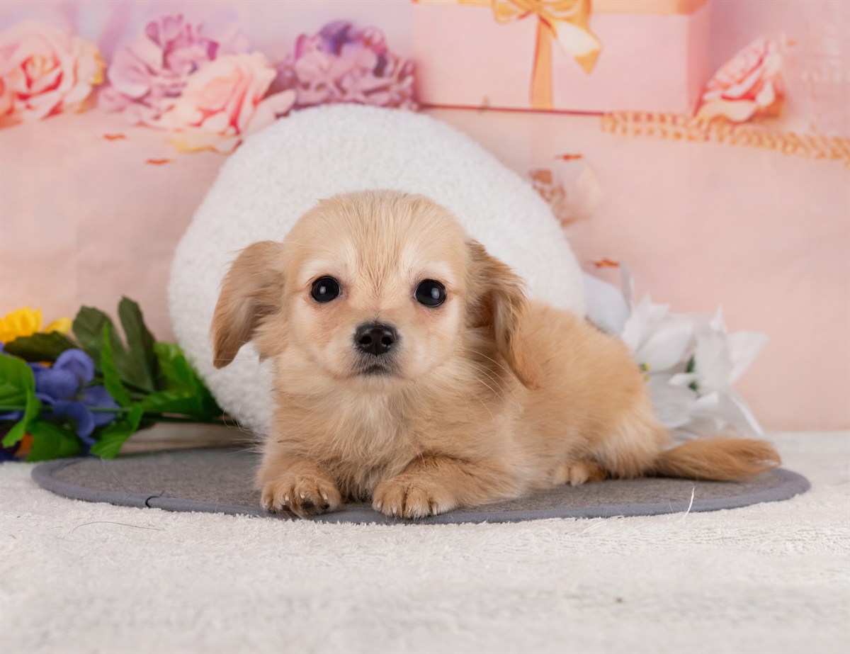 チワックス | 男の子 | クリーム | 2025年12月31日（ID:dog-4000719）