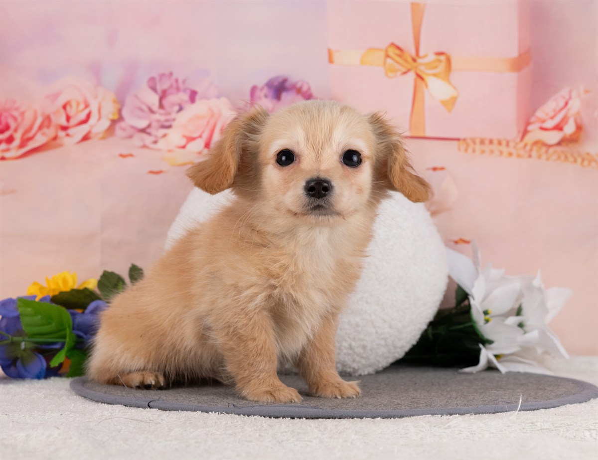 チワックス | 男の子 | クリーム | 2025年12月31日（ID:dog-4000719）