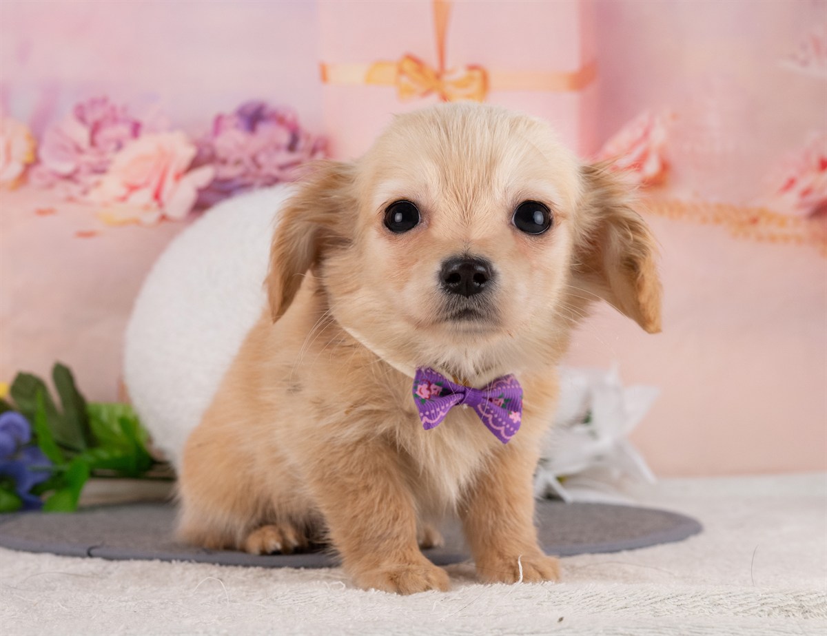 チワックス | 男の子 | クリーム | 2025年12月31日（ID:dog-4000719）