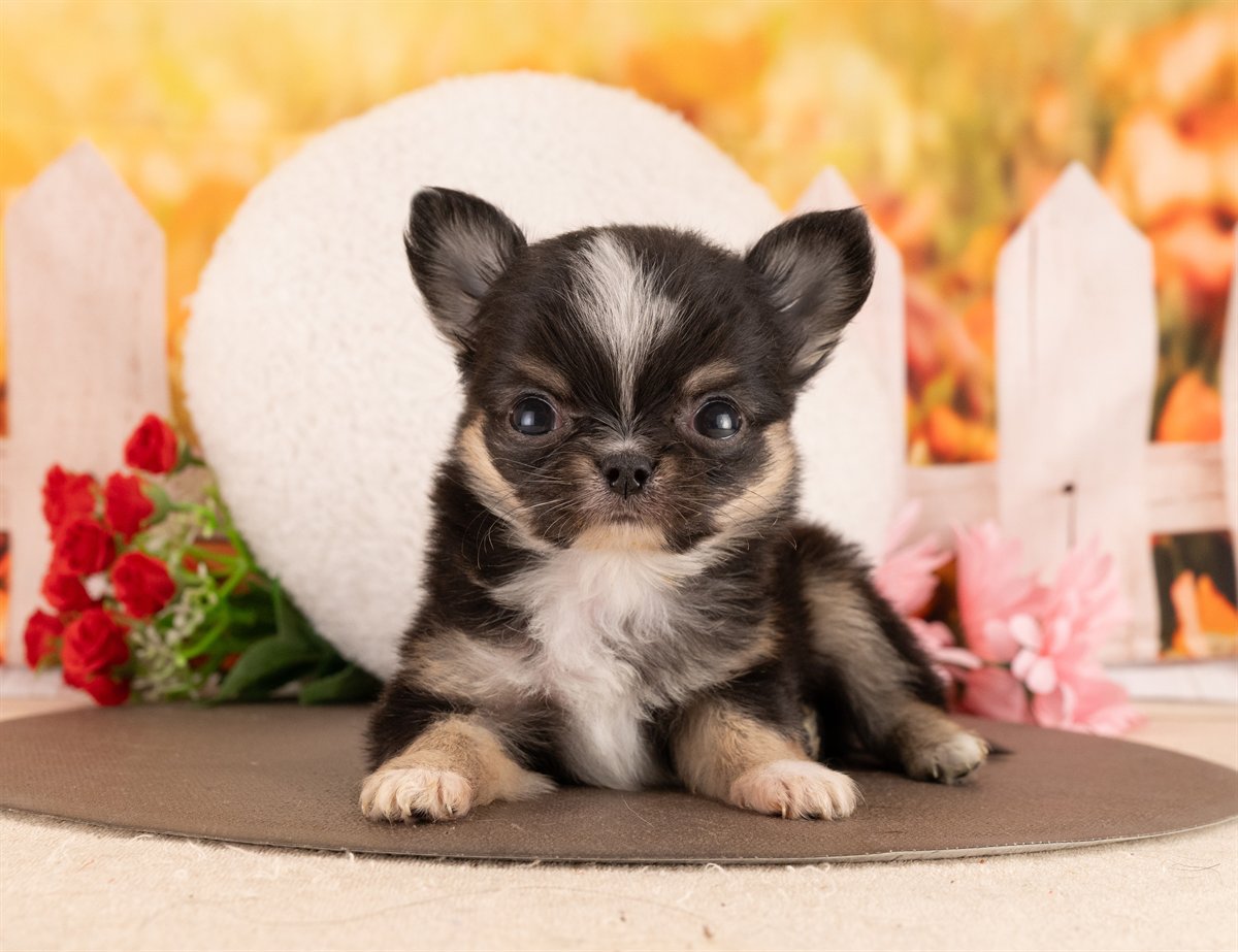 チワワ(ロング) | 女の子 | ブラックタン＆ホワイト | 2026年1月5日（ID:dog-4000727）