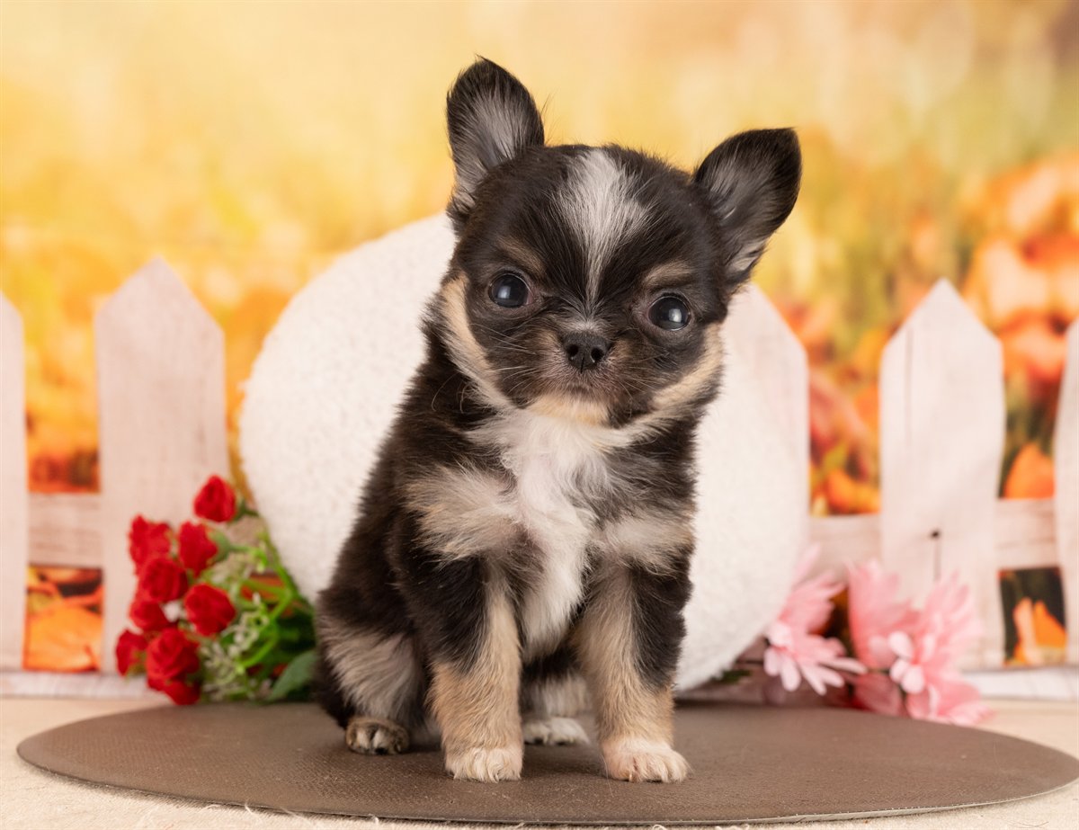 チワワ(ロング) | 女の子 | ブラックタン＆ホワイト | 2026年1月5日（ID:dog-4000727）