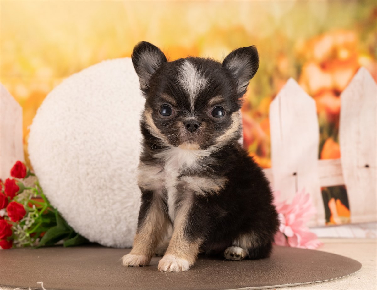 チワワ(ロング) | 女の子 | ブラックタン＆ホワイト | 2026年1月5日（ID:dog-4000727）